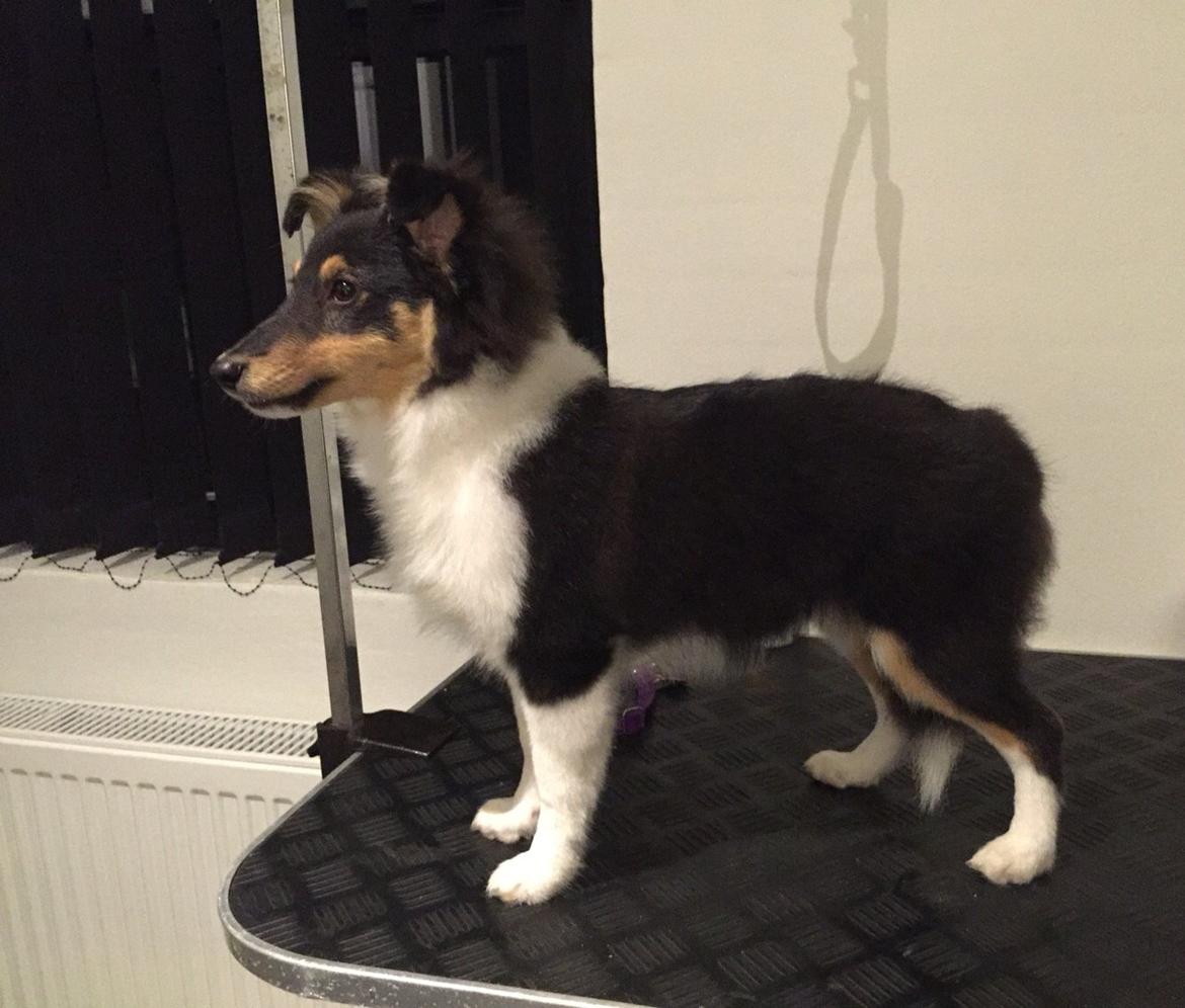 Shetland sheepdog Microgården's Zusie Q aka Esther billede 35