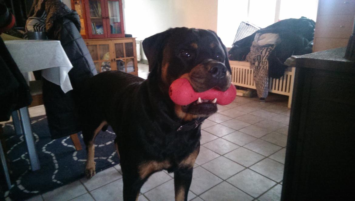 Rottweiler Von Hause Nomis Irina (Kikki) billede 22