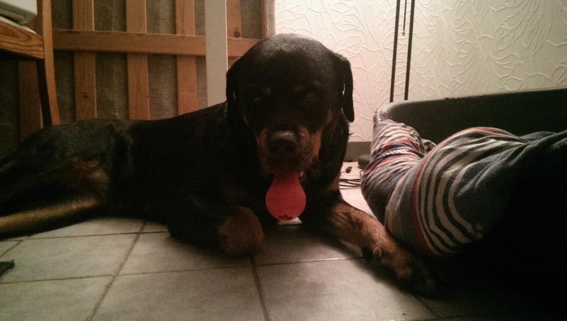 Rottweiler Von Hause Nomis Irina (Kikki) billede 23