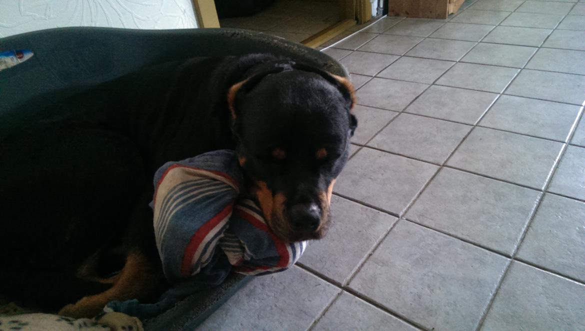 Rottweiler Von Hause Nomis Irina (Kikki) billede 24