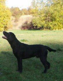 Labrador retriever Lab Kenholm Saint Louis blues (Kaldet Mickey) billede 5