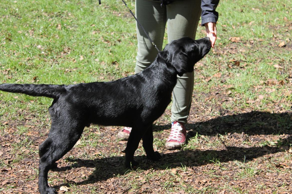 Labrador retriever Lab Kenholm Saint Louis blues (Kaldet Mickey) billede 6