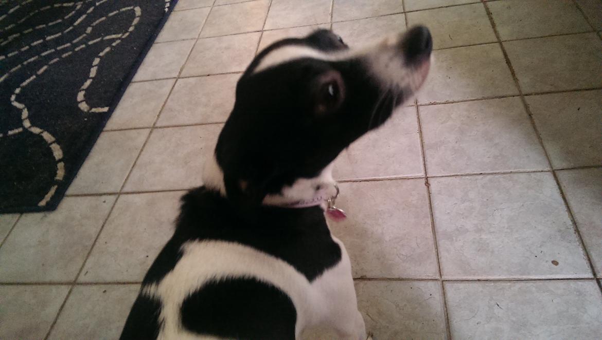 Blanding af racer Cille billede 23