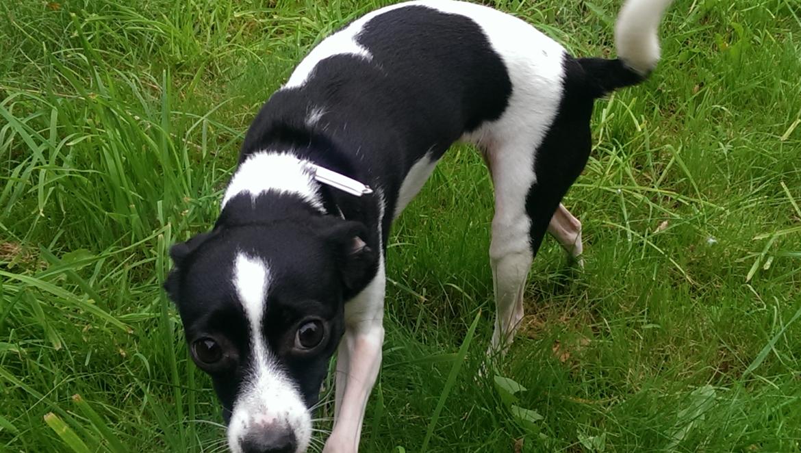 Blanding af racer Cille billede 24