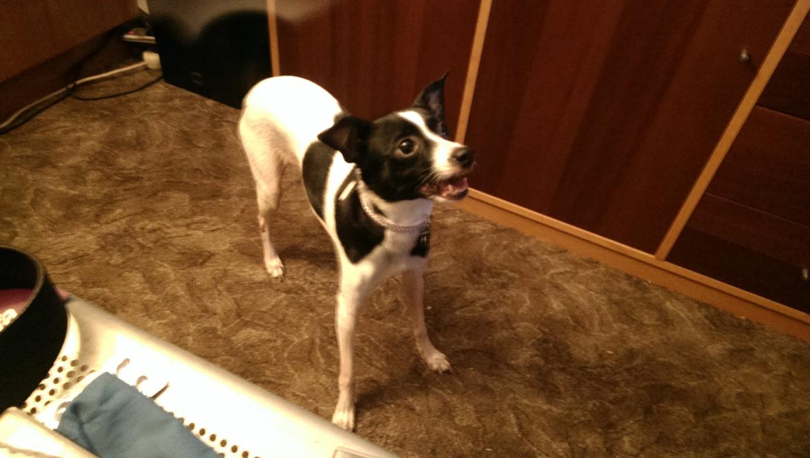 Blanding af racer Cille billede 25