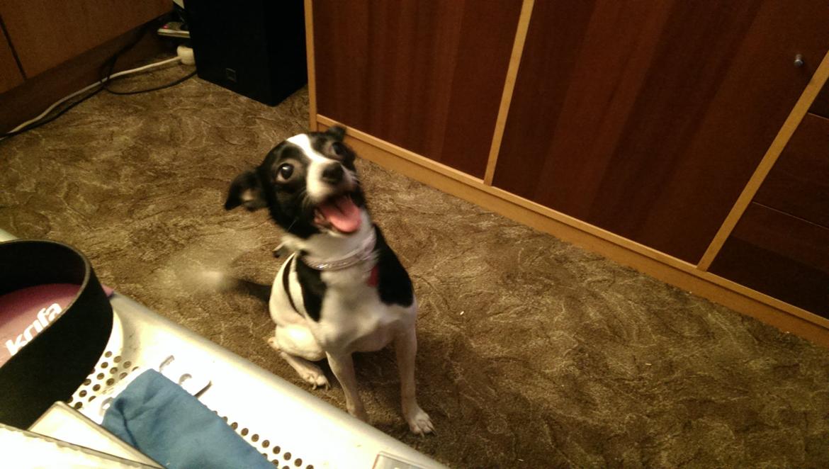 Blanding af racer Cille billede 26