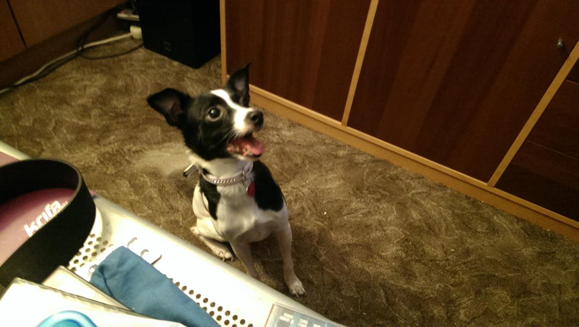 Blanding af racer Cille billede 29