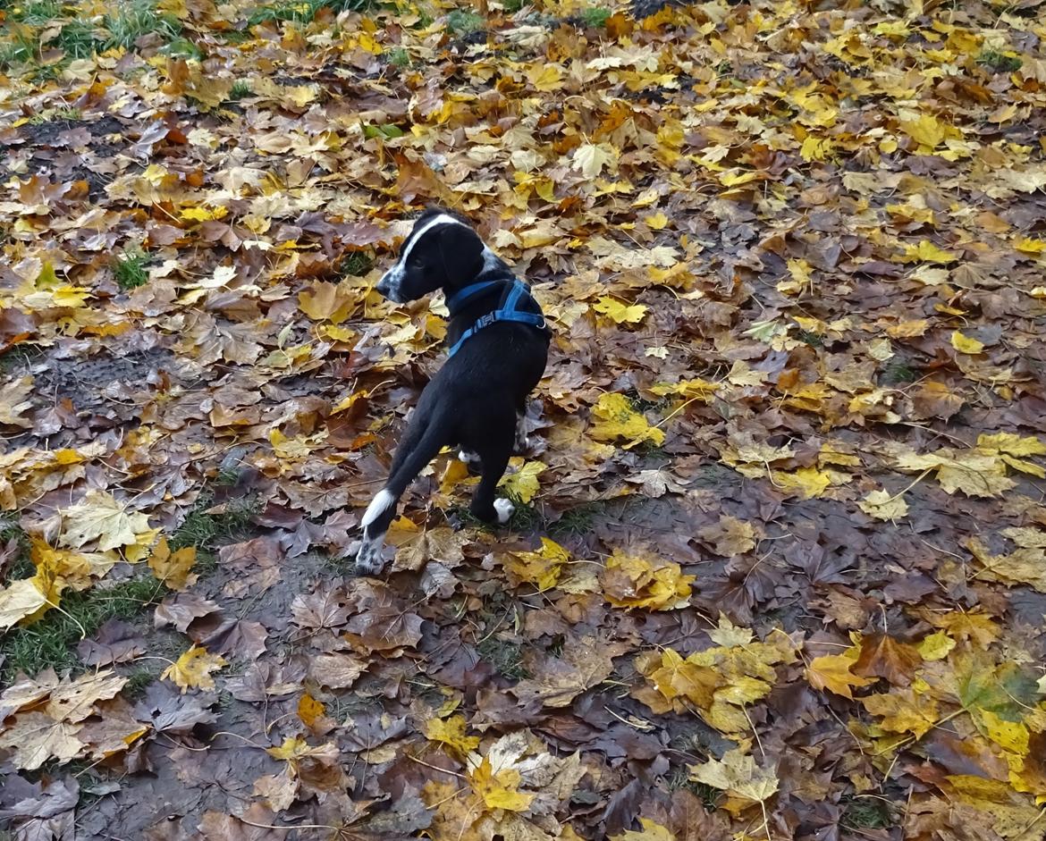 Blanding af racer Johnnie Schæfer&Dalmantiner&Labrador billede 3
