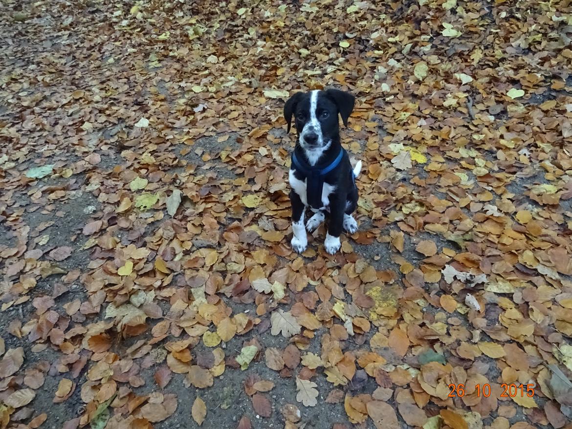 Blanding af racer Johnnie Schæfer&Dalmantiner&Labrador billede 4