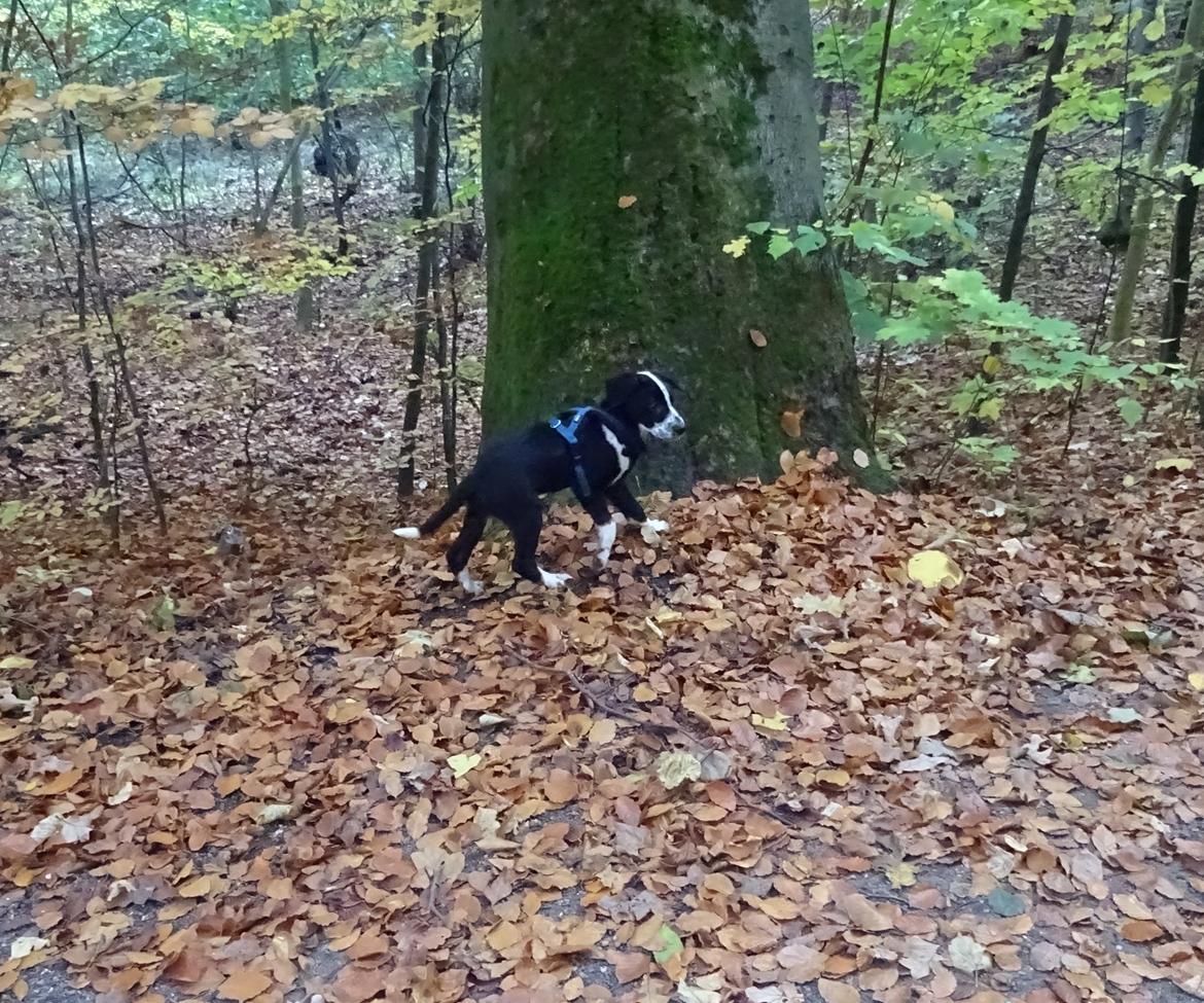 Blanding af racer Johnnie Schæfer&Dalmantiner&Labrador billede 6