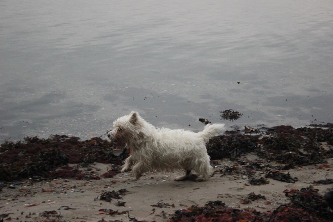 West highland white terrier Thilde (Tossen <3) billede 9