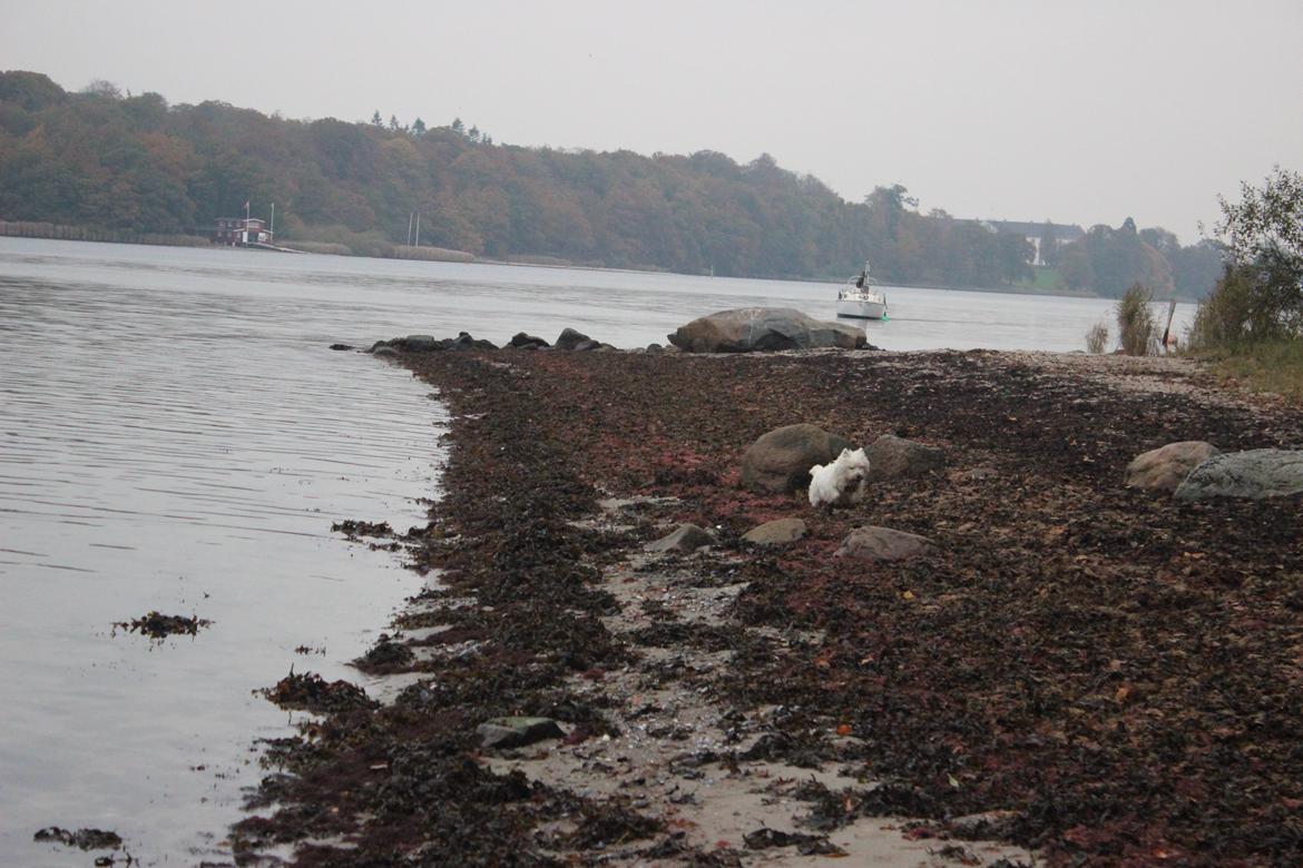 West highland white terrier Thilde (Tossen <3) billede 12