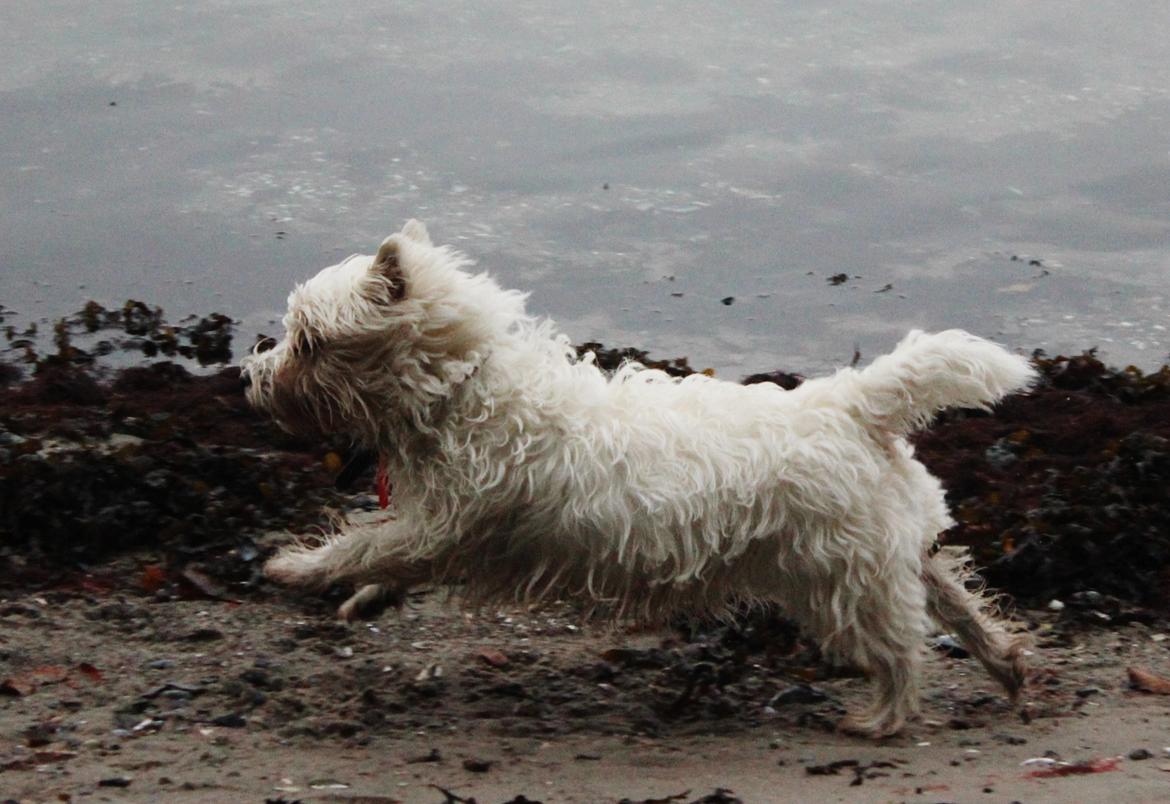 West highland white terrier Thilde (Tossen <3) billede 1