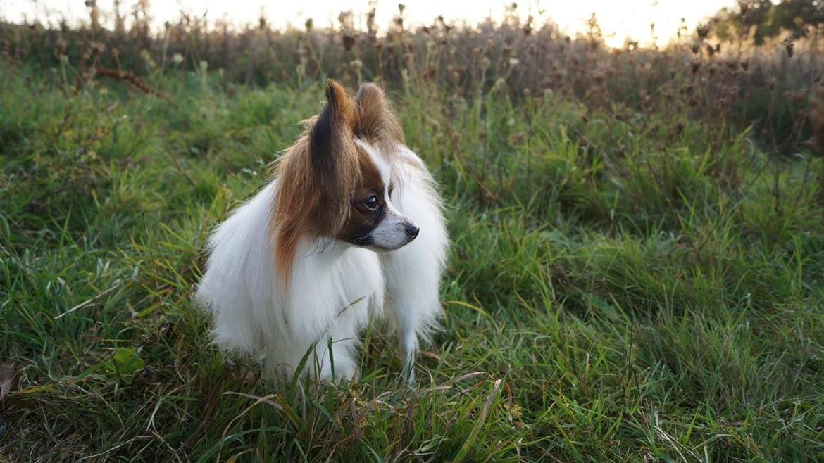 Papillon Askepot's Nemo "Louie" billede 24