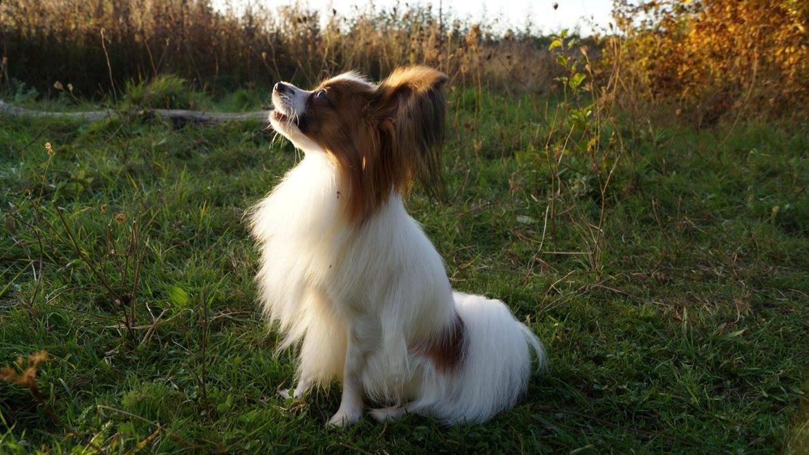 Papillon Askepot's Nemo "Louie" billede 26
