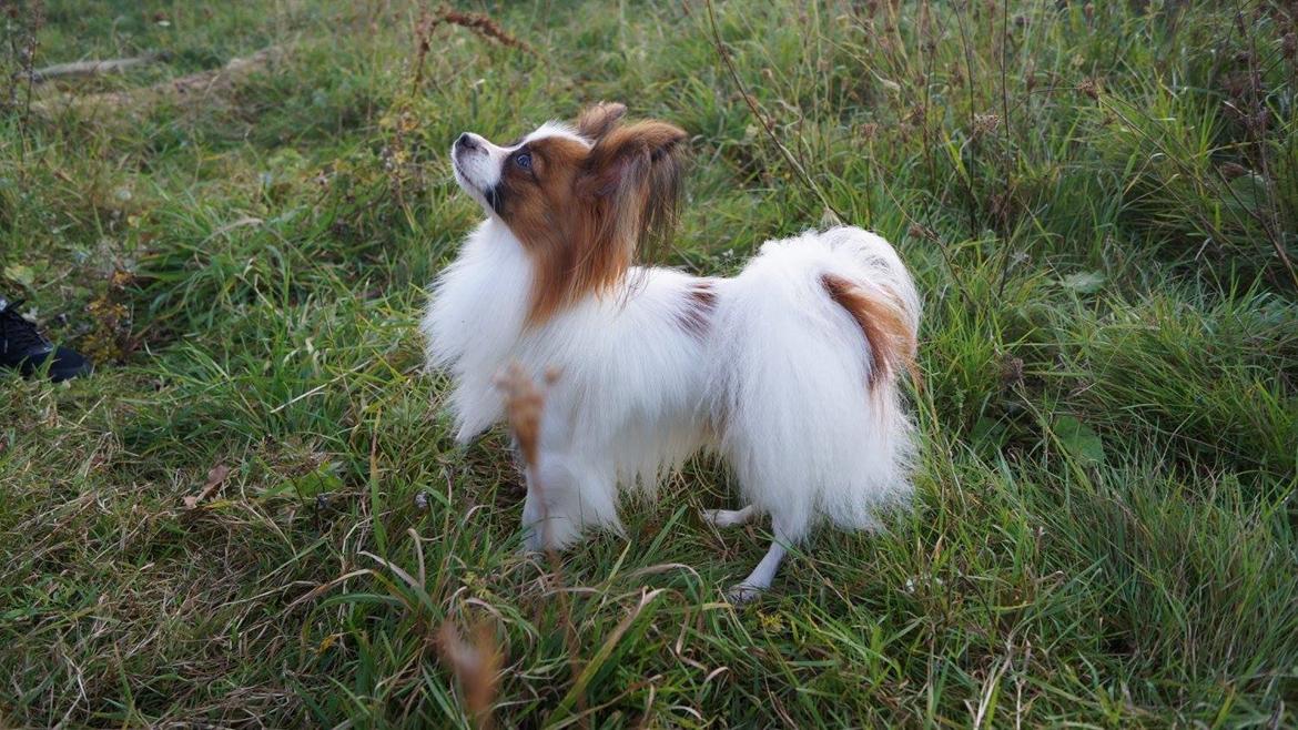 Papillon Askepot's Nemo "Louie" billede 27