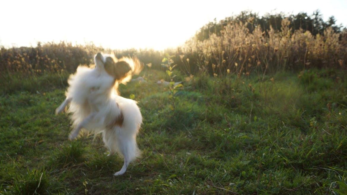 Papillon Askepot's Nemo "Louie" billede 28