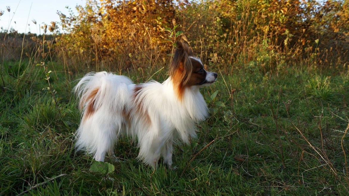 Papillon Askepot's Nemo "Louie" billede 25