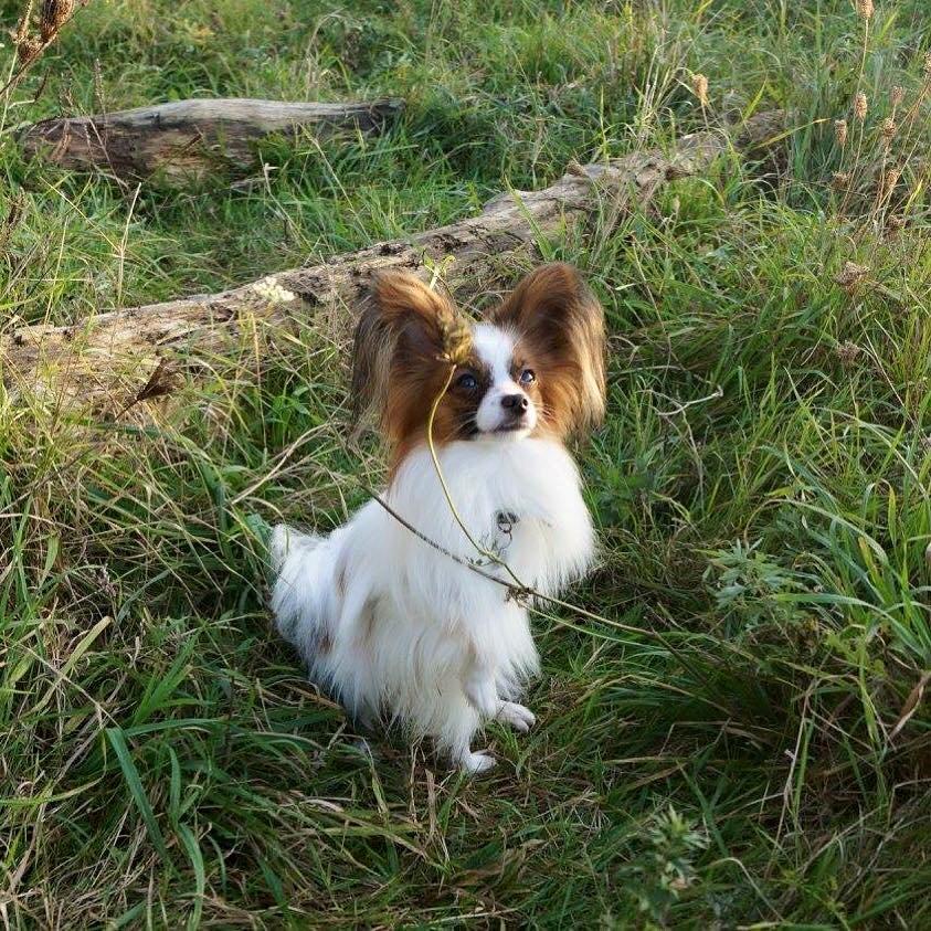 Papillon Askepot's Nemo "Louie" billede 1