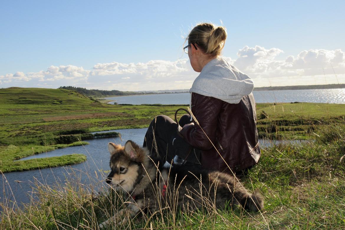 Finsk lapphund Silke  - Ulbjerg Klint billede 37