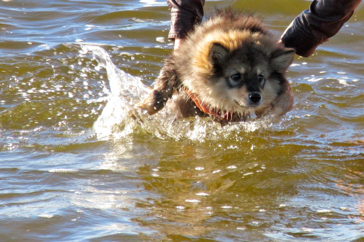 Finsk lapphund Silke  - Første svømmetur ved Ulbjerg Klint billede 42