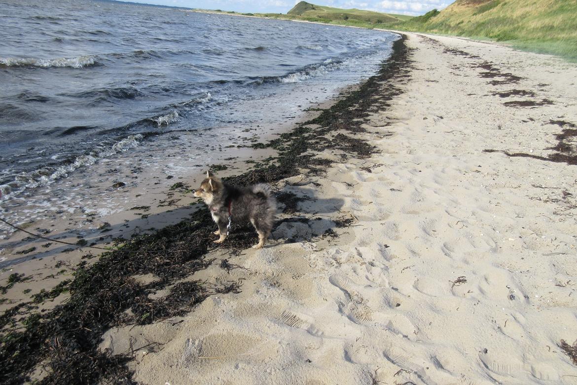 Finsk lapphund Silke  billede 43