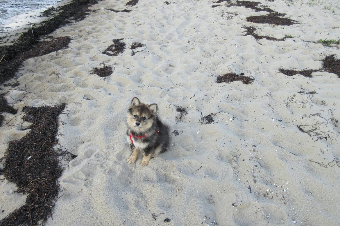 Finsk lapphund Silke  billede 44