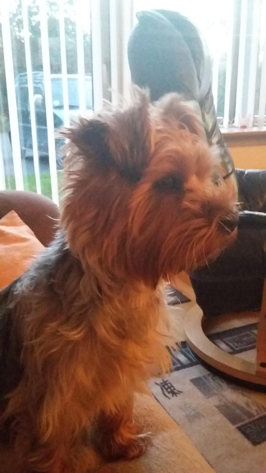 Yorkshire terrier Pinky billede 31