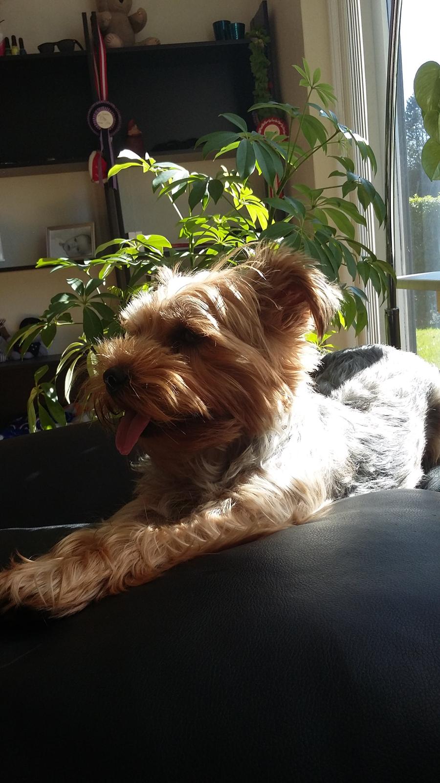 Yorkshire terrier Pinky billede 32