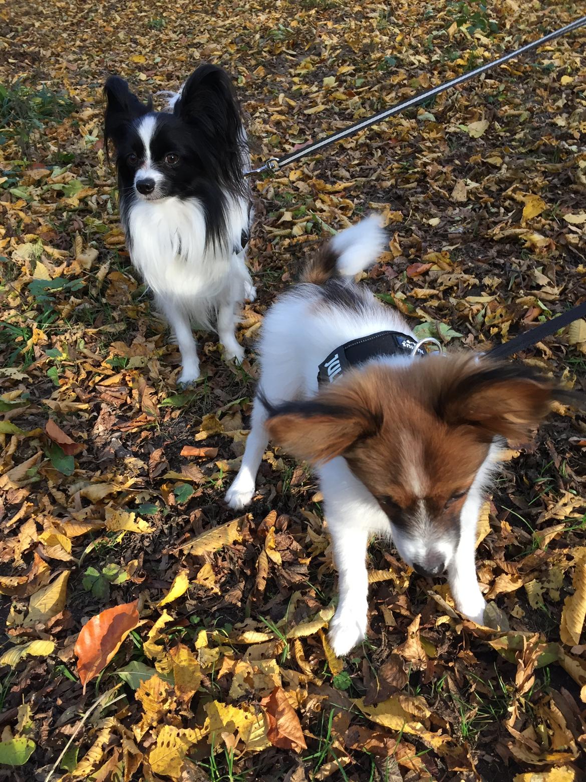 Papillon Charlie billede 3