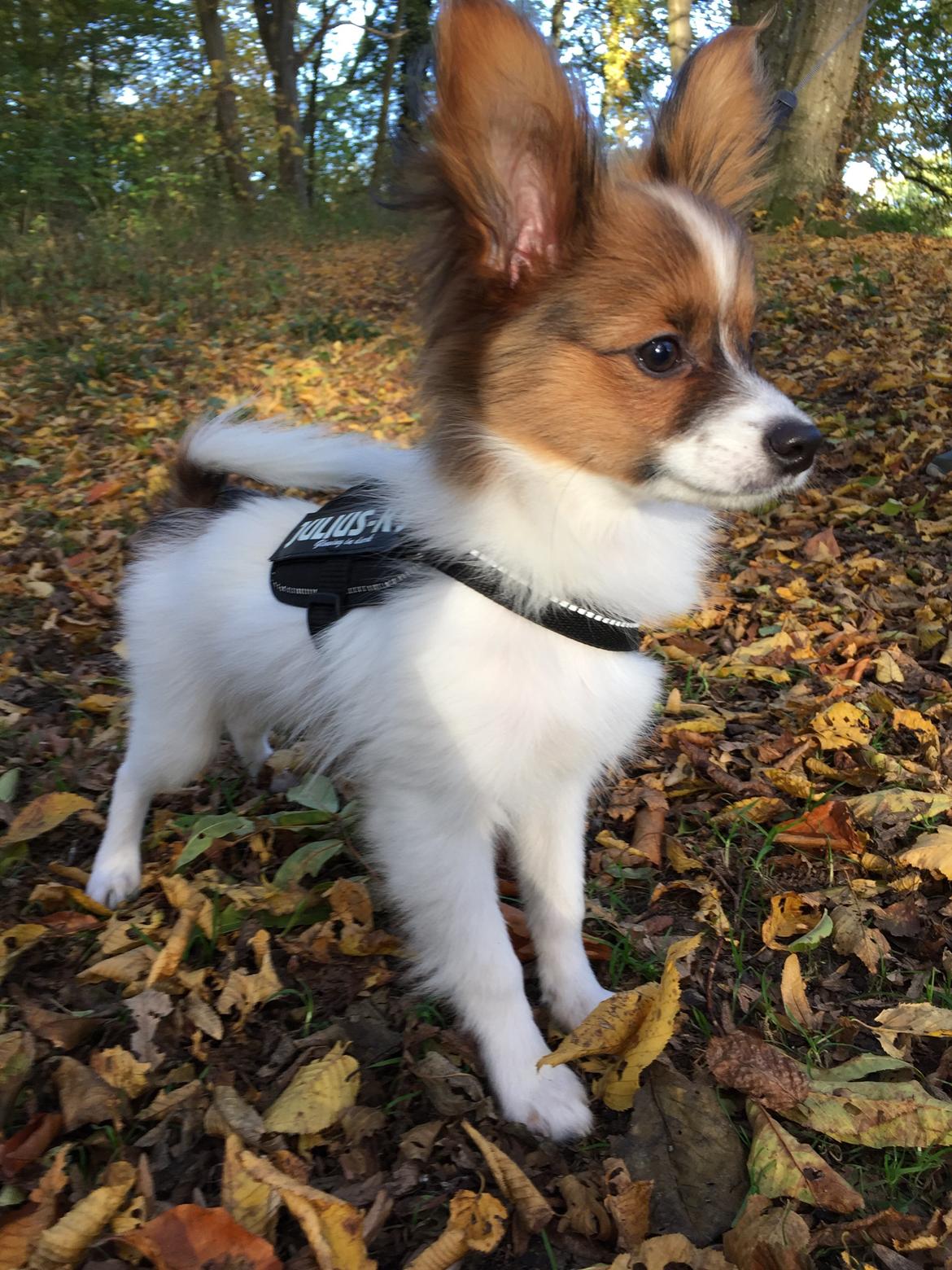 Papillon Charlie billede 2