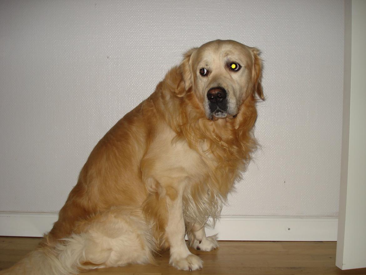 Golden retriever Victor Farmer Hills - Bedste hundi billede 8