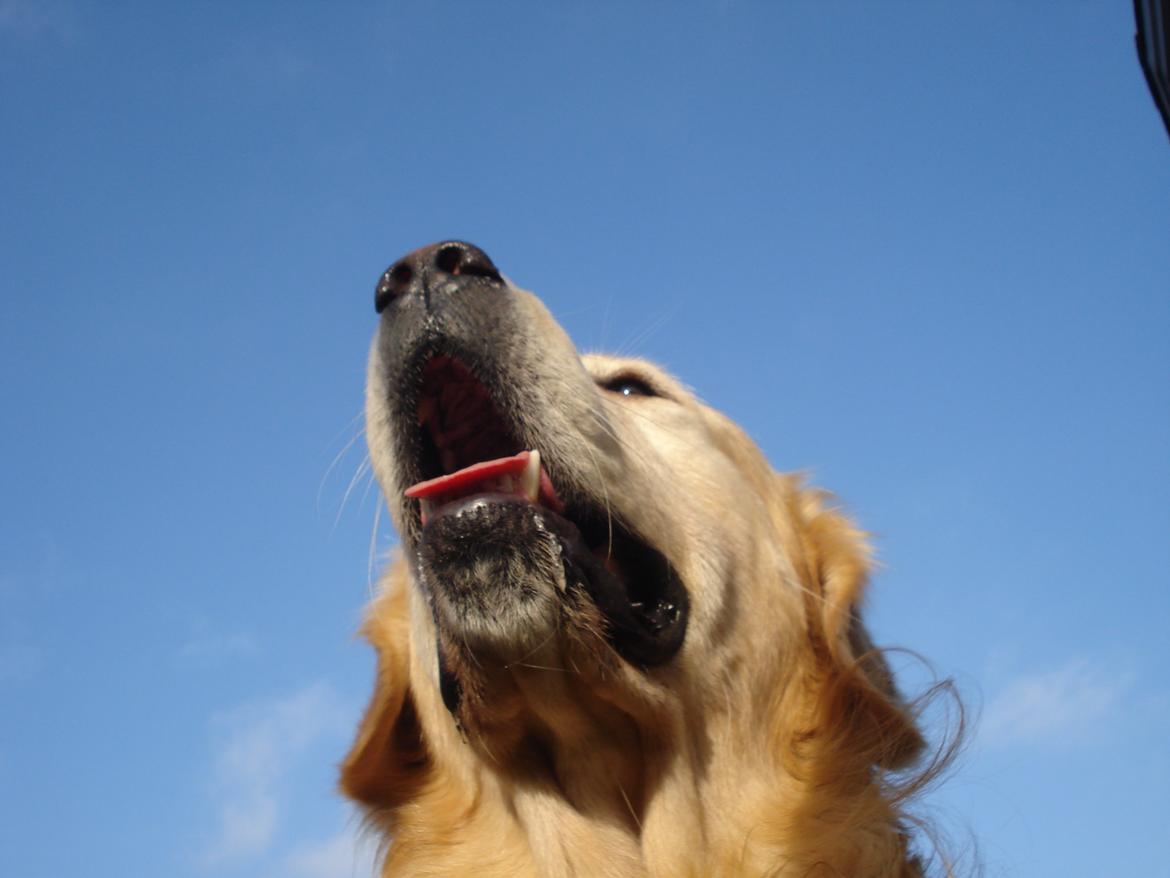 Golden retriever Victor Farmer Hills - Kongen af hundene billede 9