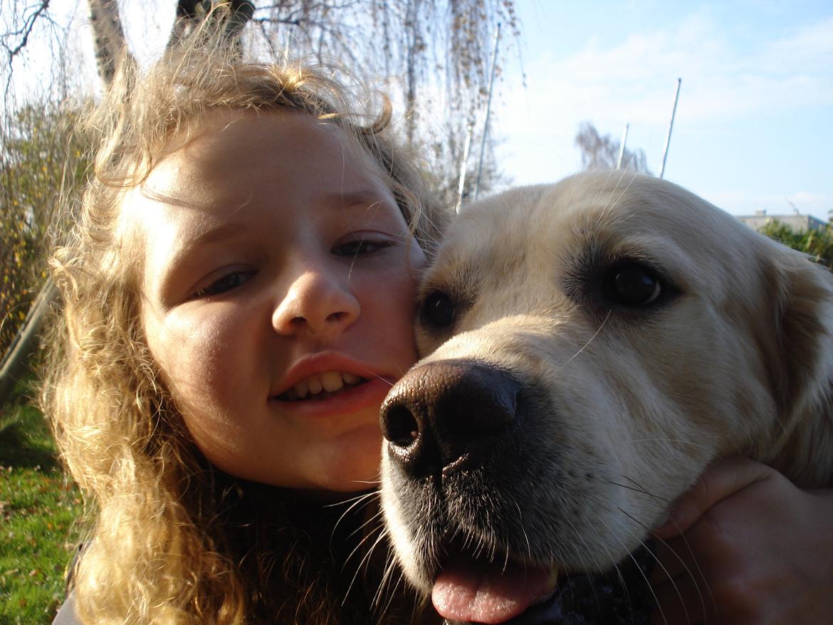 Golden retriever Victor Farmer Hills - så søde vi er billede 10