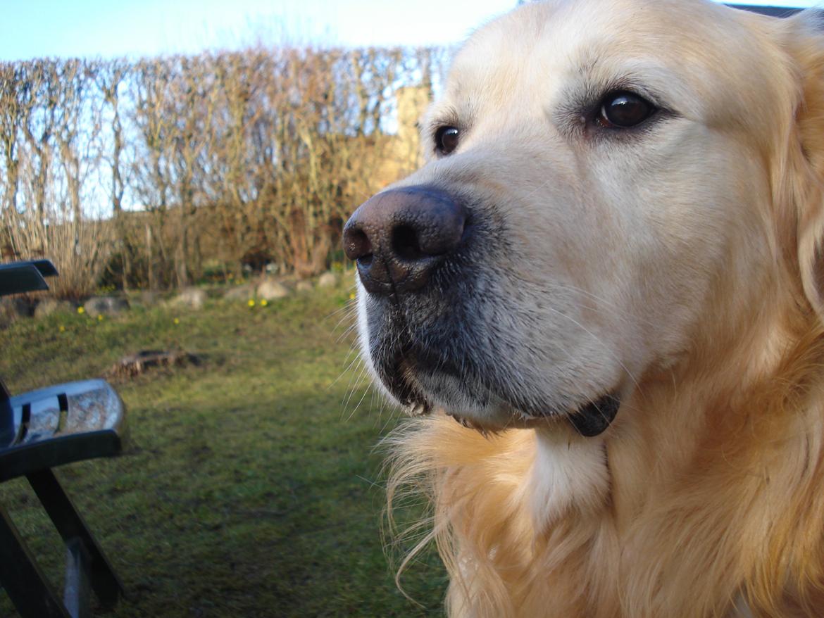 Golden retriever Victor Farmer Hills billede 11