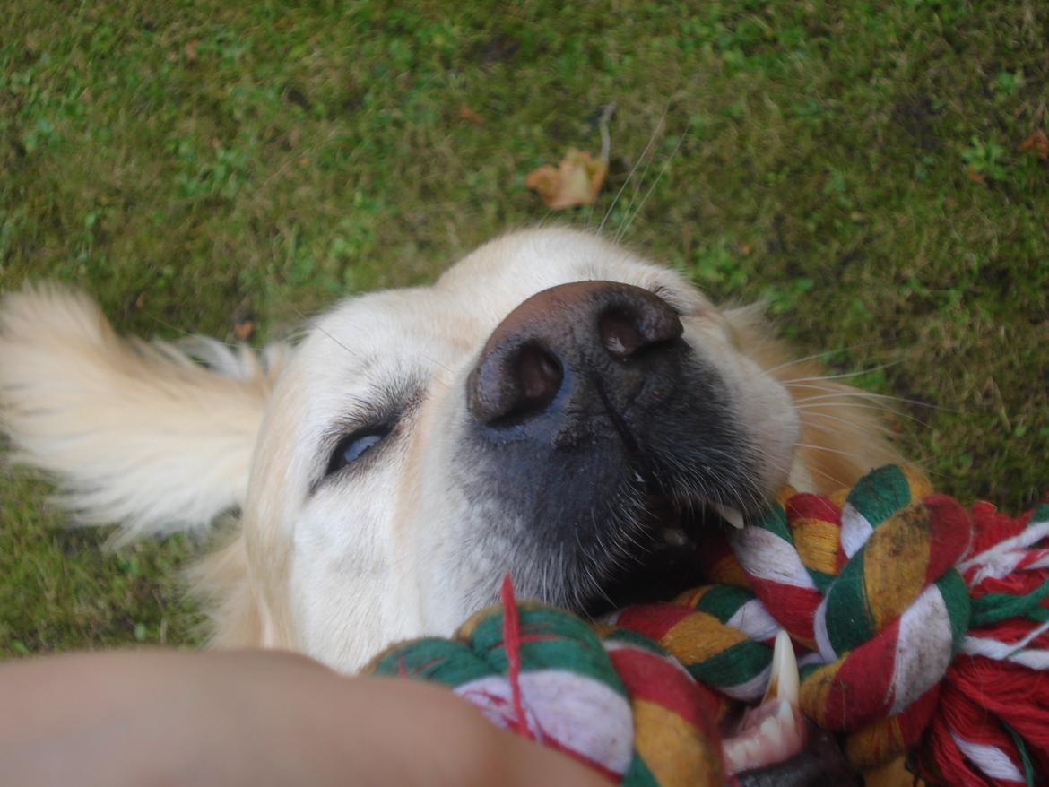 Golden retriever Victor Farmer Hills billede 12