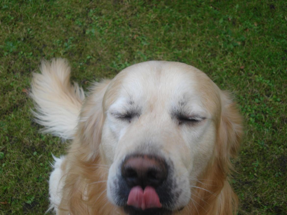 Golden retriever Victor Farmer Hills - FAIL!! billede 13