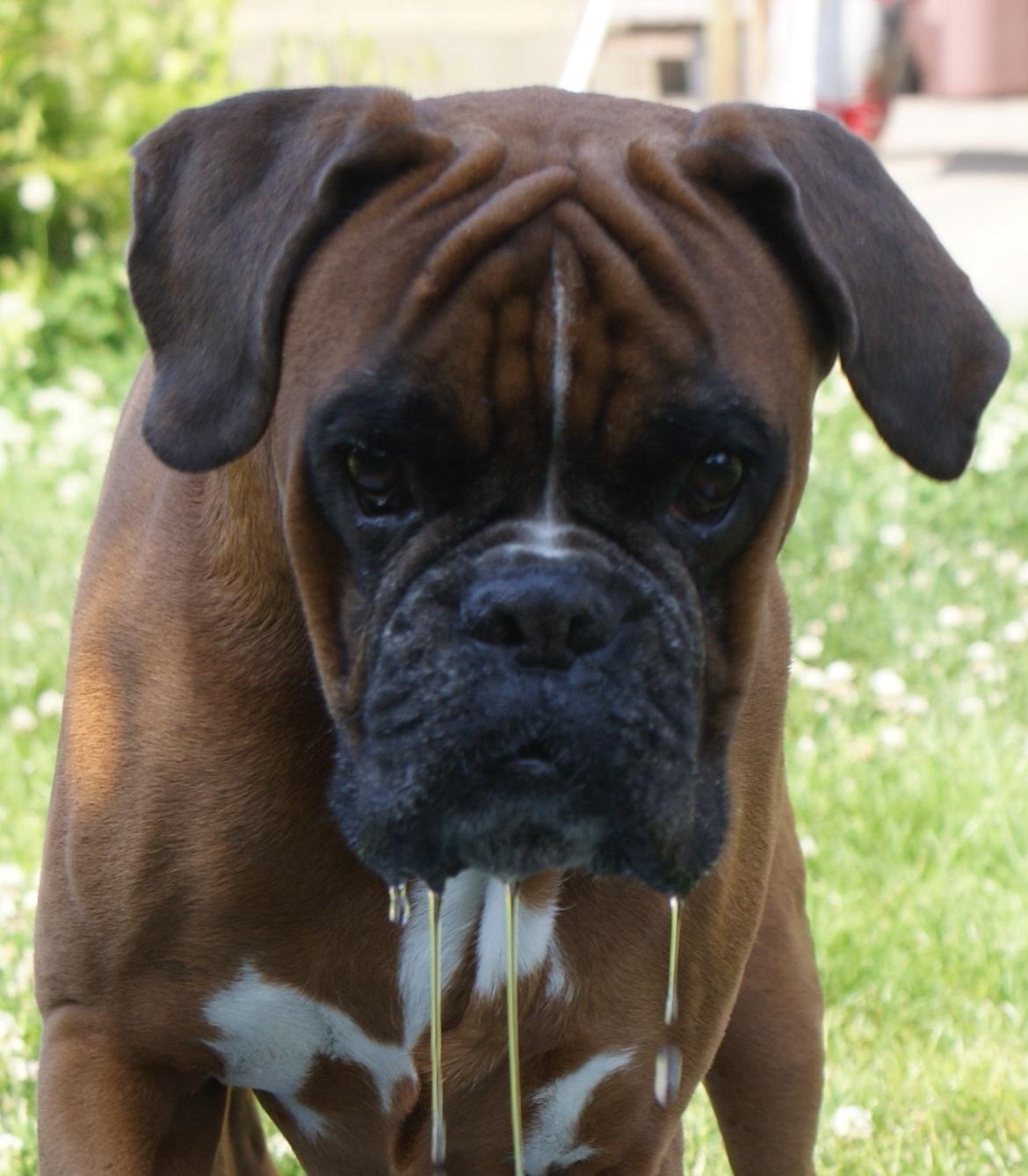 Boxer Chloé vom Hause Chagall billede 16