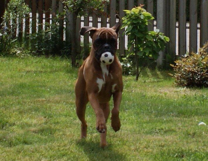 Boxer Chloé vom Hause Chagall billede 19