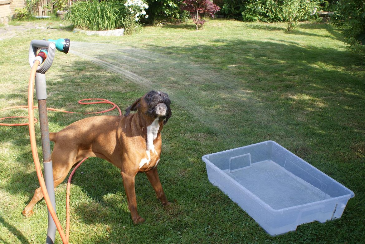 Boxer Chloé vom Hause Chagall billede 20