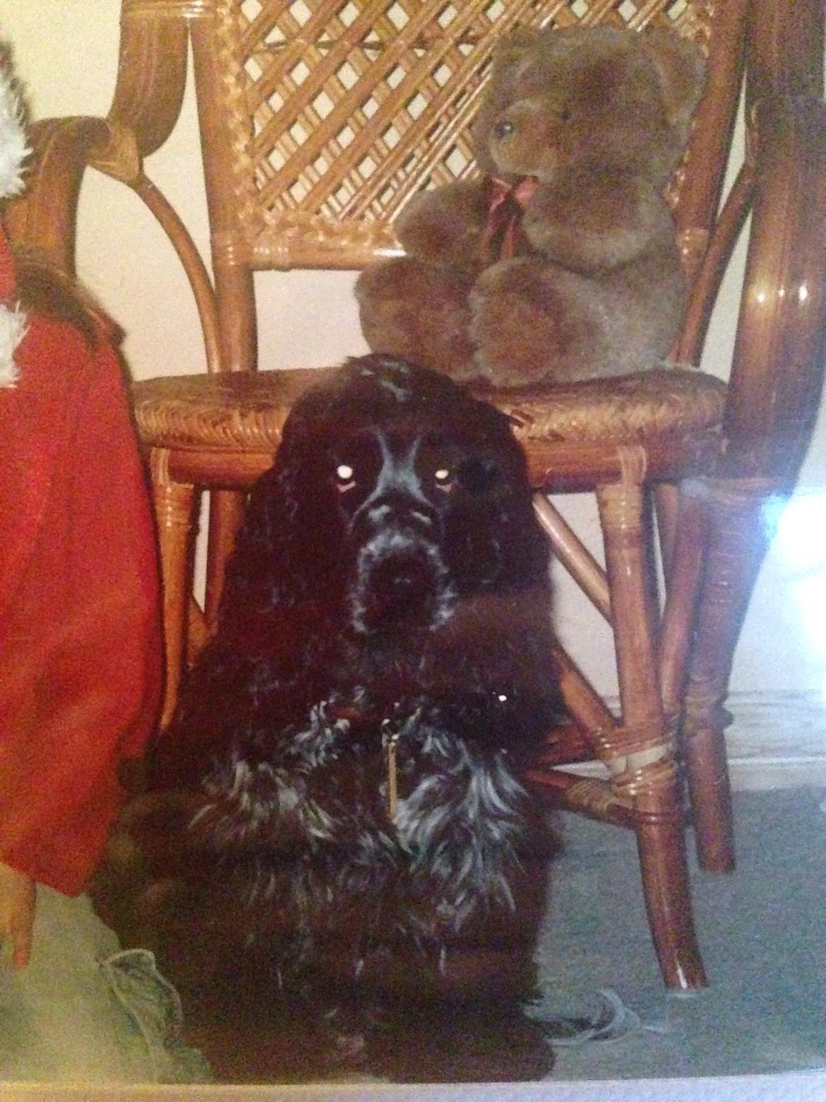 Cocker spaniel Sille billede 23