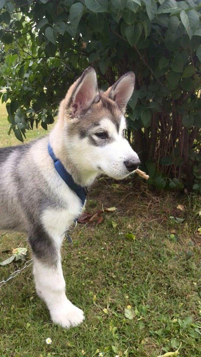 Alaskan malamute Kijago (R.I.P) billede 1