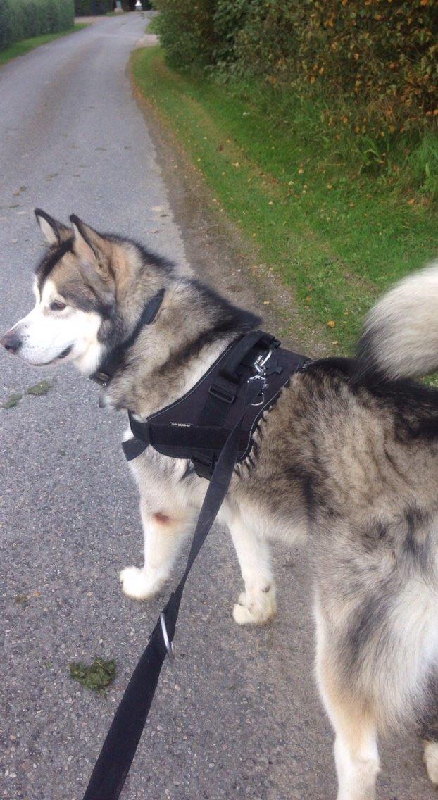 Alaskan malamute Kijago (R.I.P) billede 2