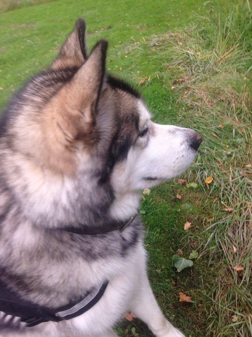 Alaskan malamute Kijago (R.I.P) billede 3