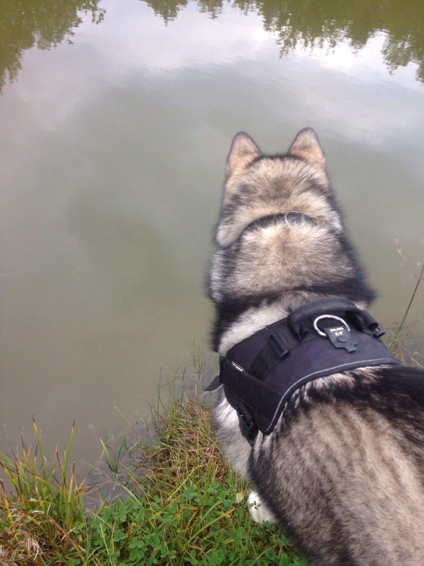 Alaskan malamute Kijago (R.I.P) billede 4