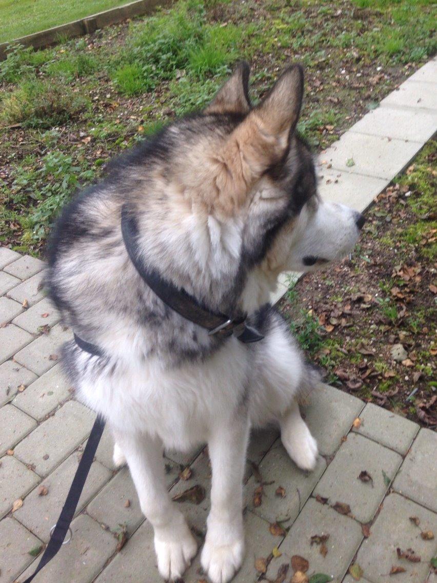 Alaskan malamute Kijago (R.I.P) billede 5