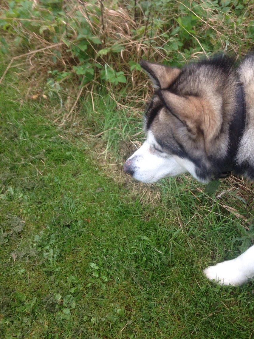 Alaskan malamute Kijago (R.I.P) billede 6