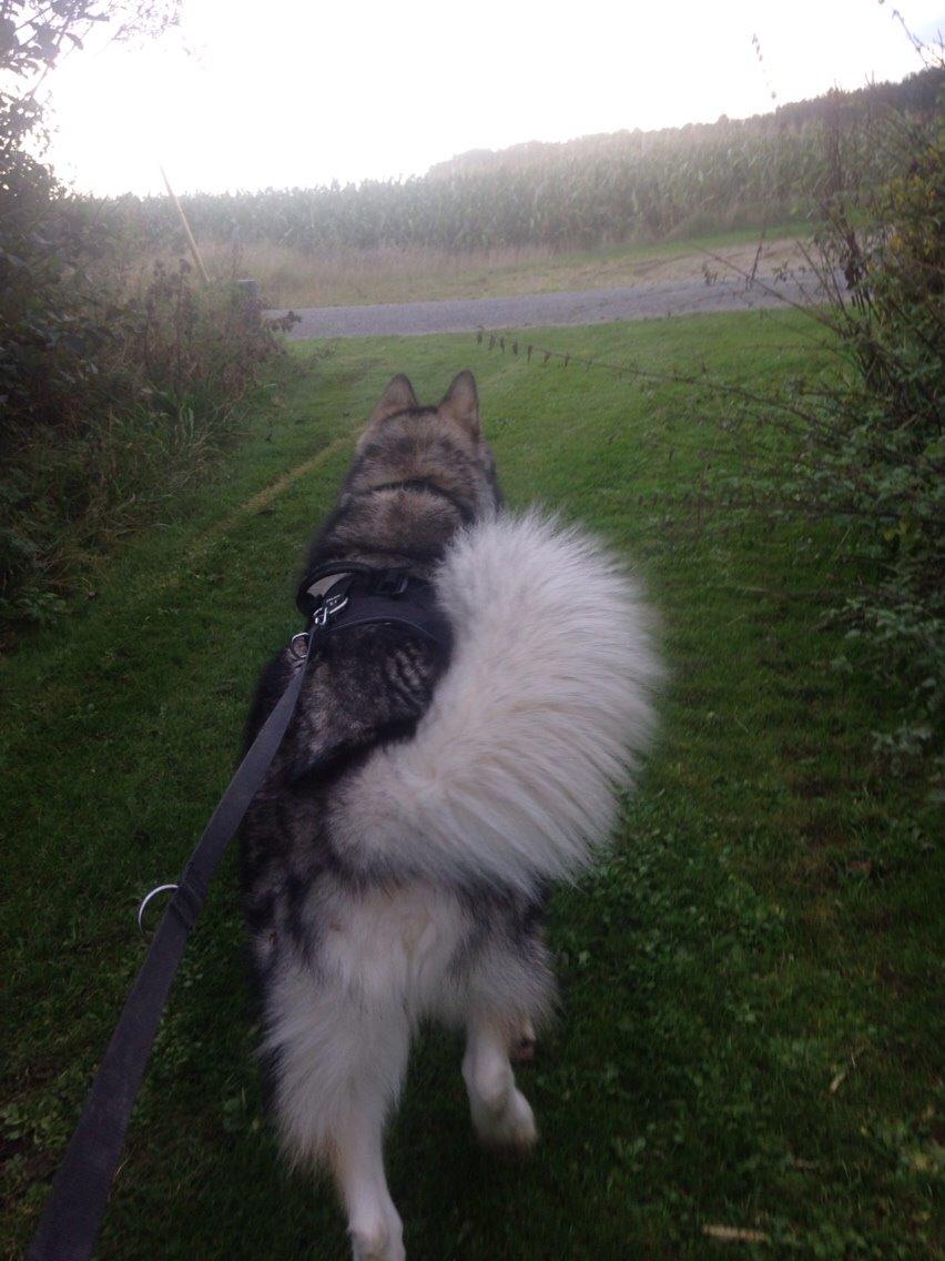 Alaskan malamute Kijago (R.I.P) billede 7