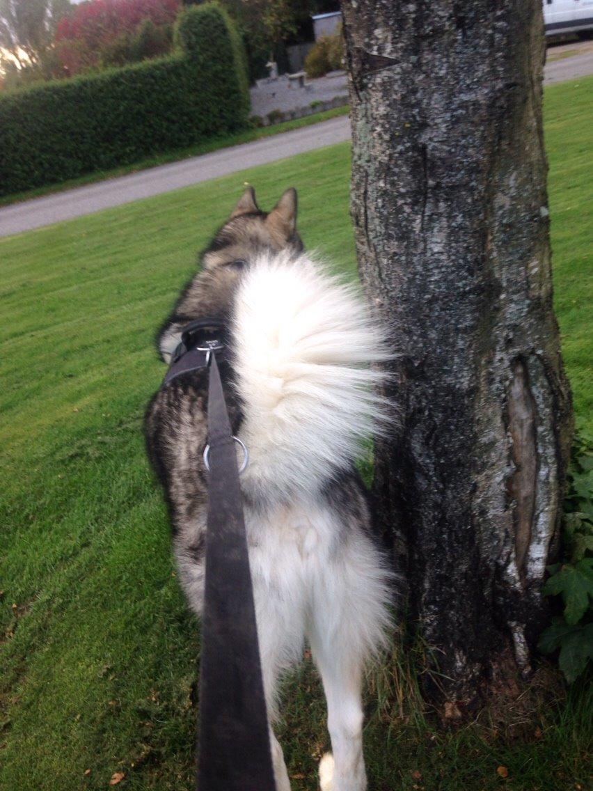 Alaskan malamute Kijago (R.I.P) billede 8