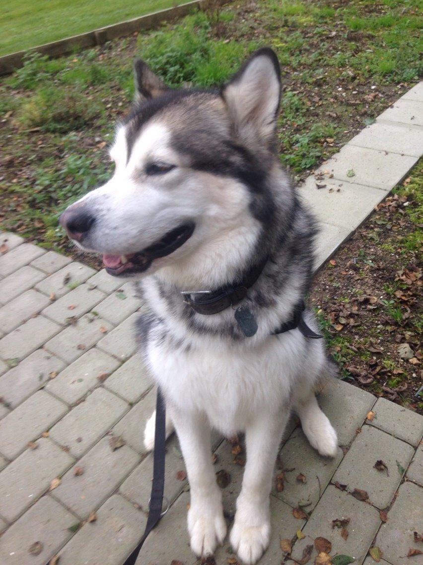 Alaskan malamute Kijago (R.I.P) billede 9